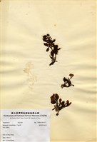 藏品(重緣葉馬尾藻)的圖片